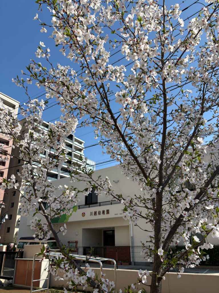 現在の画像に代替テキストがありません。ファイル名: 桜2026-scaled.jpg